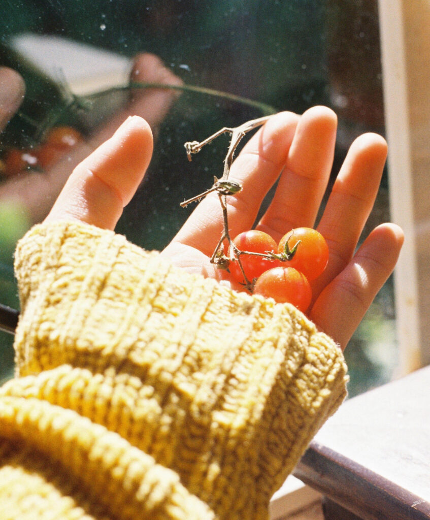 Das Foto zeigt die Hand einer Frau, die drei gerade gepflückte Kirschtomaten in der Hand hält. Sie steht am Fenster, durch das die Sonne schein, und trägt einen gelben Pullover. Die Atmosphäre ist sonnig, warm und friedlich.